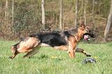 BERGER ALLEMAND 1290